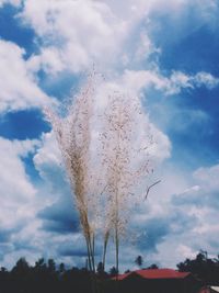 Low angle view of trees against sky