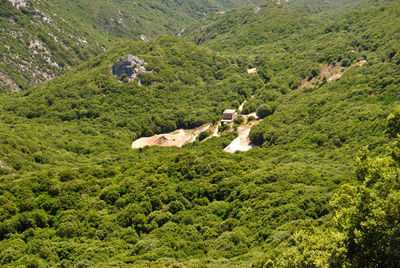 View of sheep on landscape