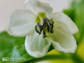 plant
