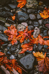 Leaves in autumn