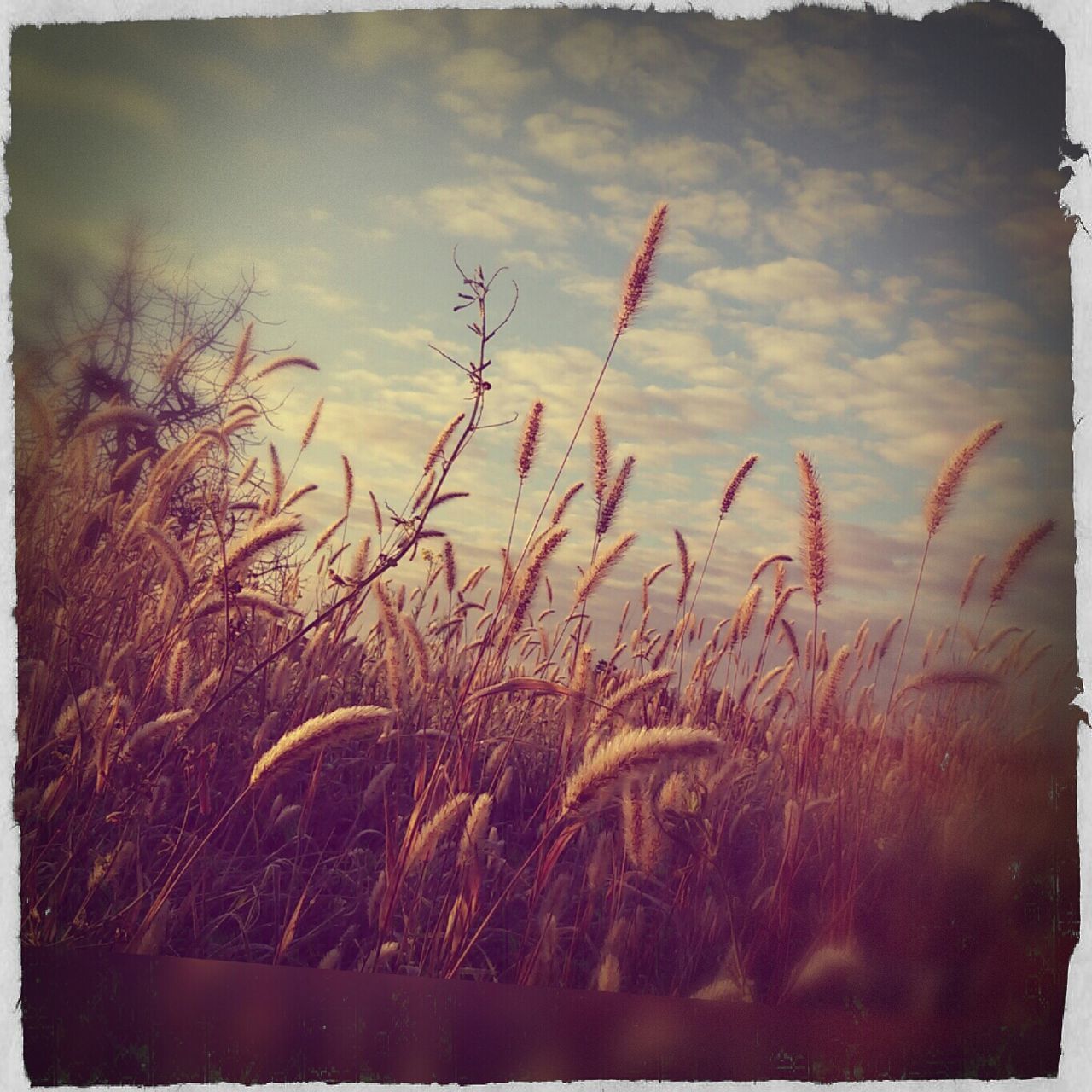 transfer print, auto post production filter, sky, plant, growth, field, cloud - sky, tranquility, nature, grass, tranquil scene, cloud, beauty in nature, scenics, outdoors, landscape, cloudy, no people, growing, day