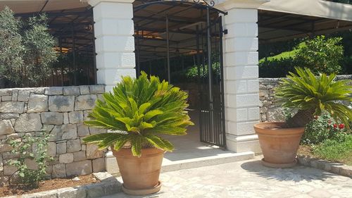 Potted plants in greenhouse