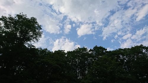 Low angle view of silhouette trees against sky