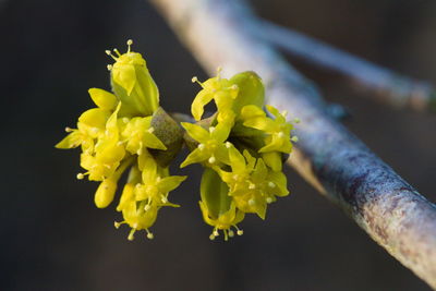 Close-up of yellow flowering plant