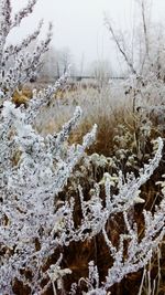 Close-up of snow on tree