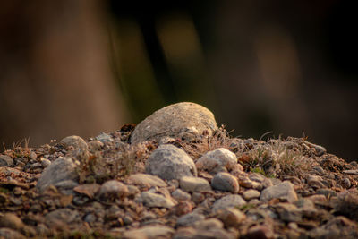 Close-up of stones on rock