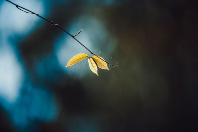 Close-up of butterfly on leaf against sky