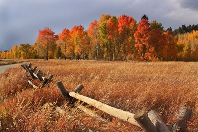 Scenic view of field against sky during autumn