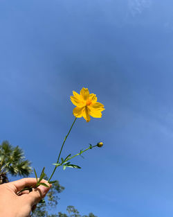 Hand holding yellow flowering plant against blue sky