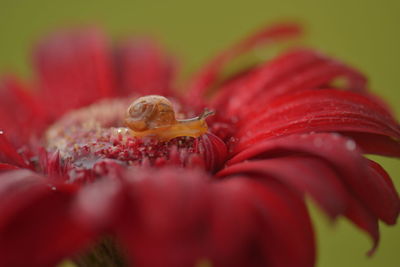 Close-up of insect on red flower