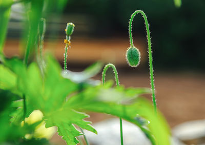 Close-up of fresh green plant