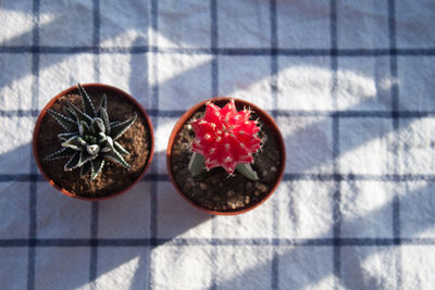 Directly above shot of cactus and aloe vera potted plants on tablecloth