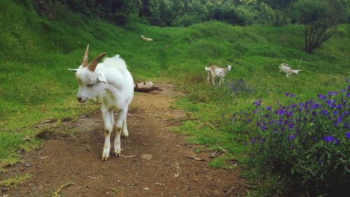 Goats standing on field