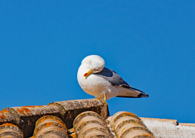 Low angle view of seagull perching on rock