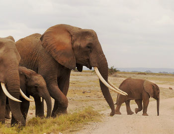 Elephants walking on field against sky