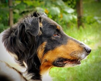 Close-up of rough collie looking away on field