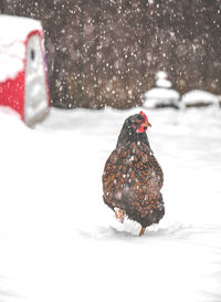 Close-up of rooster in snow