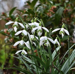 Close-up of white flowering plant