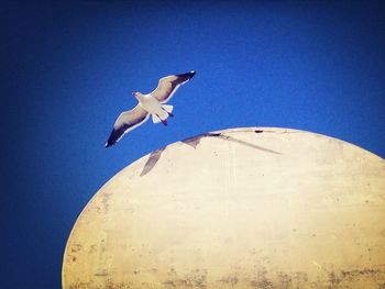 Low angle view of seagull flying against blue sky