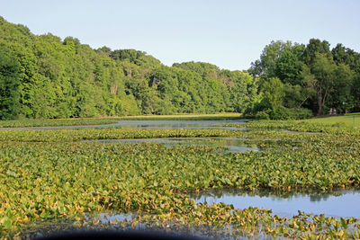 Scenic view of lush foliage