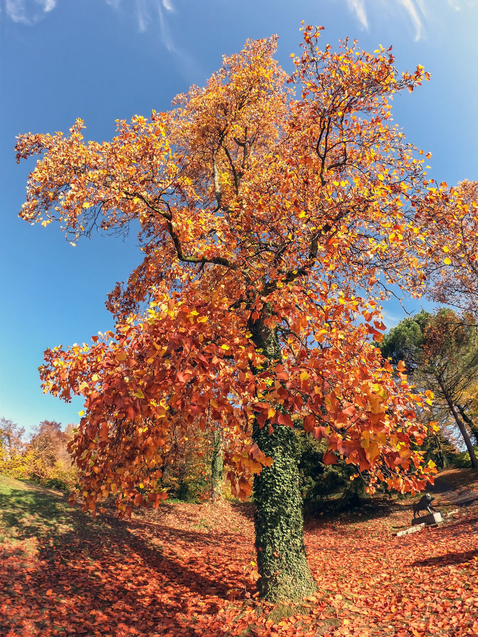 LOW ANGLE VIEW OF TREE AGAINST SKY