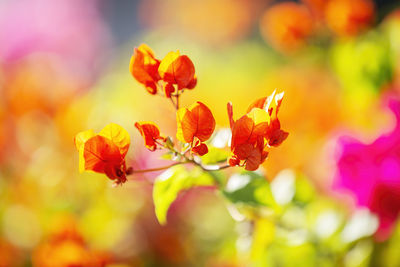 Macro photography of blooming bougainvillea flowers.