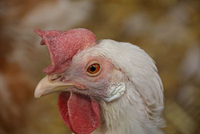 Close-up of rooster