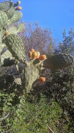 Close-up of prickly pear cactus on field against sky