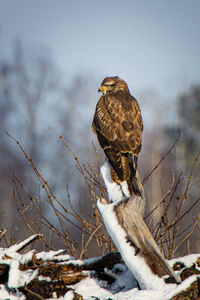 Close-up of bird perching on snow