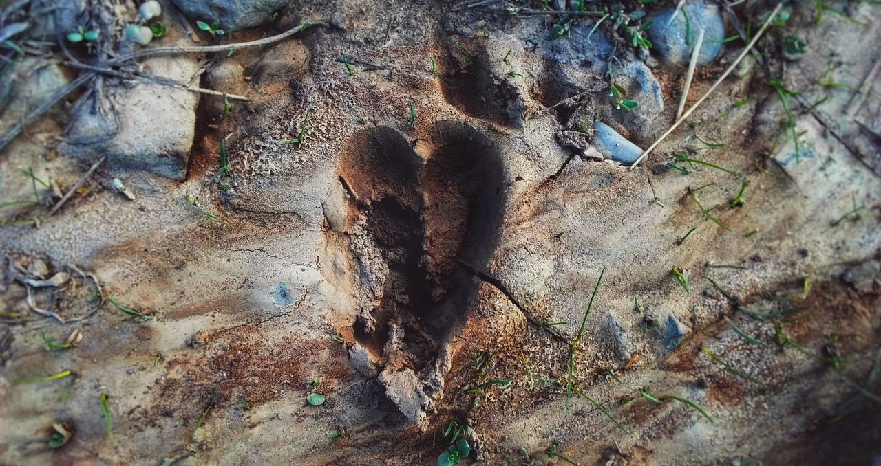 tree, plant, tree trunk, no people, nature, land, trunk, day, growth, forest, textured, close-up, branch, bark, outdoors, brown, wood - material, high angle view, plant part, rough, dead plant