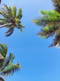 Low angle view of coconut palm tree against clear blue sky