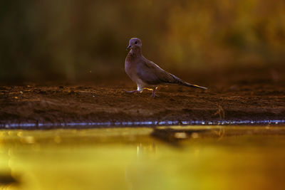 Bird perching on lake