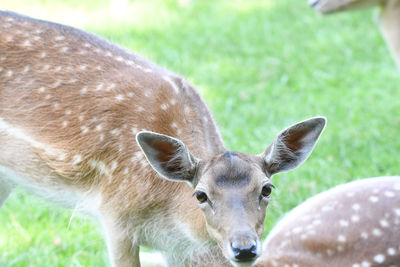 Close-up portrait of deer