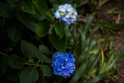 Close-up of blue hydrangea blooming outdoors