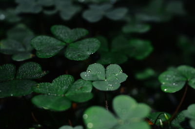 Close-up of raindrops on plant