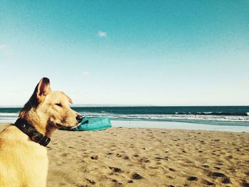 Dog carrying plastic in mouth at beach against clear sky