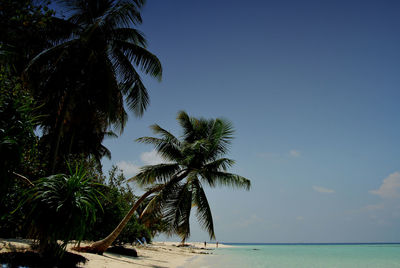 Palm trees on beach against sky maldives