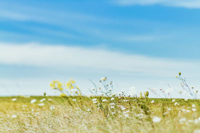 Scenic view of field against cloudy sky