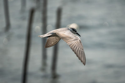 Seagull flying over sea