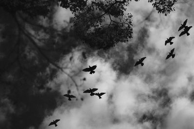 Low angle view of birds flying in sky