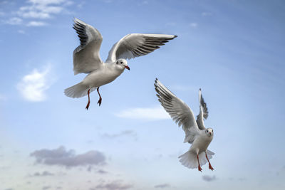 Low angle view of seagulls flying against sky