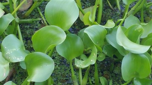 Close-up of plant