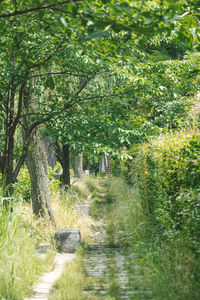 Footpath amidst trees in forest