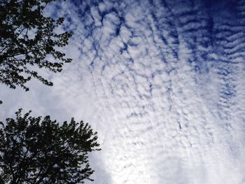 Low angle view of trees against sky