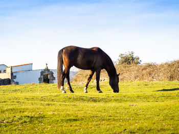 Horse grazing in a field