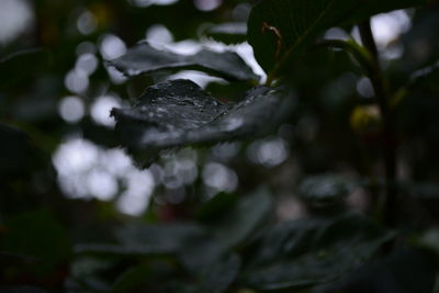 Close-up of raindrops on leaves