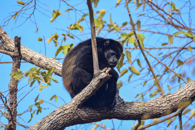 Low angle view of monkey sitting on tree