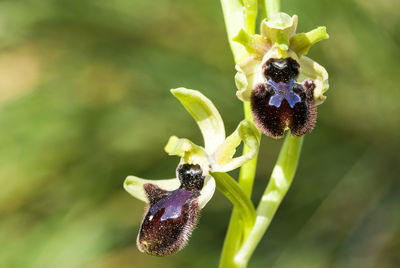 Ophrys shegodes