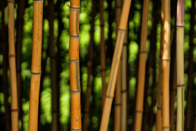 Full frame shot of bamboo plants