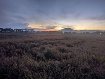 Scenic view of field against sky during sunset